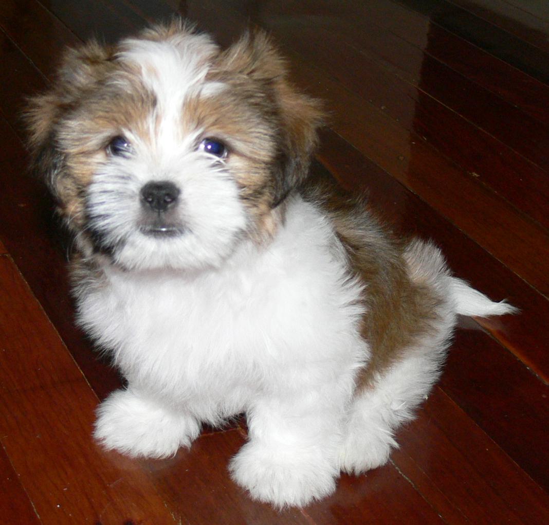 The Shih Tzu Thread - Australian Pure Bred Dog Forums - Dogz Online ...